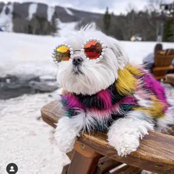 גור טוב משקפי שמש מפלסטיק כל-התאמה עמיד כלב קטן האופנה משקפיים עגולים ציוד לחיות מחמד חתול משקפי שמש לאורך זמן